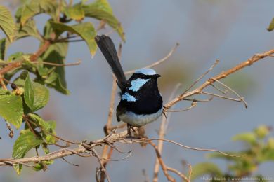 Modropláštník nádherný (Malurus cyaneus) Modropláštník nádherný (Malurus cyaneus)