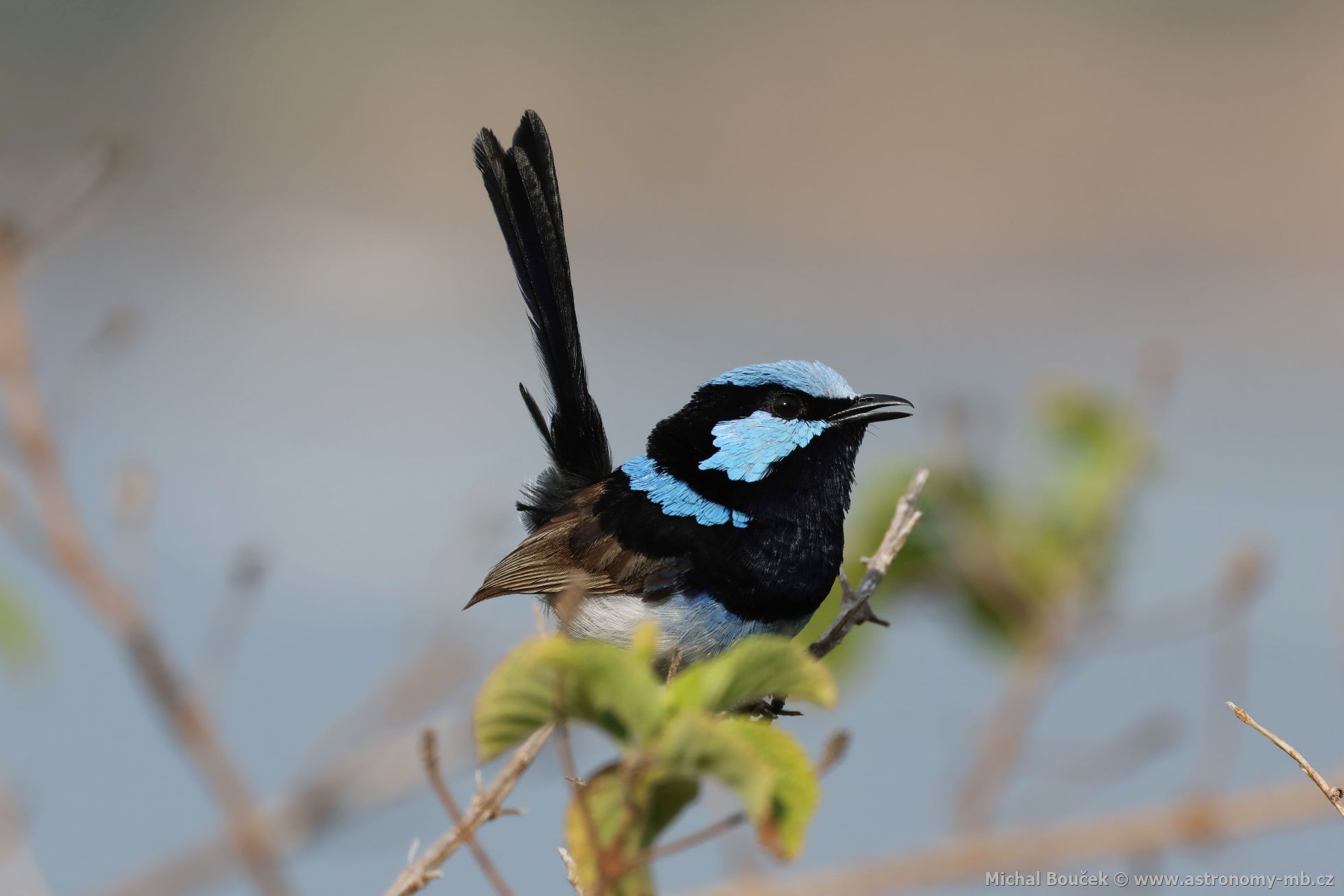 Modropláštník nádherný (Malurus cyaneus)