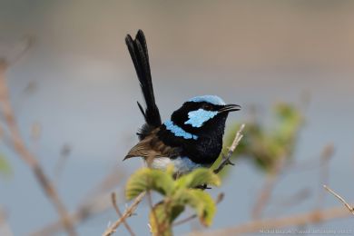 Modropláštník nádherný (Malurus cyaneus) Modropláštník nádherný (Malurus cyaneus)