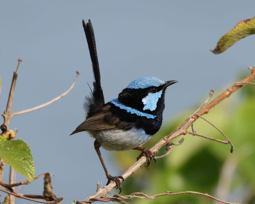 Modropláštník nádherný (Malurus cyaneus)