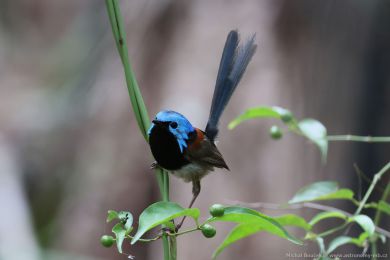 Modropláštník promnlivý (Malurus lamberti)