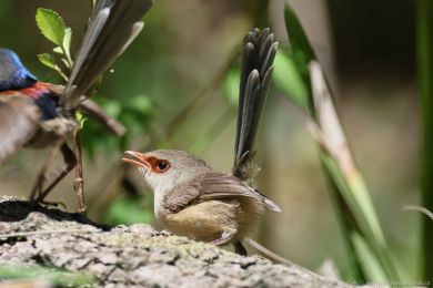 Modropláštník promnlivý (Malurus lamberti)