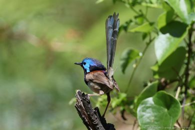 Modropláštník promnlivý (Malurus lamberti)