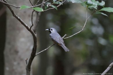Muchálek východoaustralský (Monarcha melanopsis)