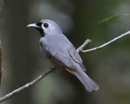 Muchálek východoaustralský (Monarcha melanopsis)