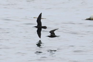 Nody blotemenný (Anous minutus)