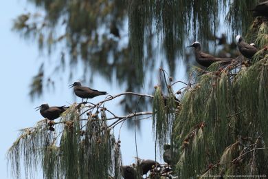 Nody blotemenný (Anous minutus)