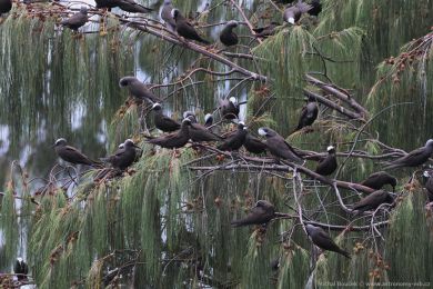 Nody blotemenný (Anous minutus)