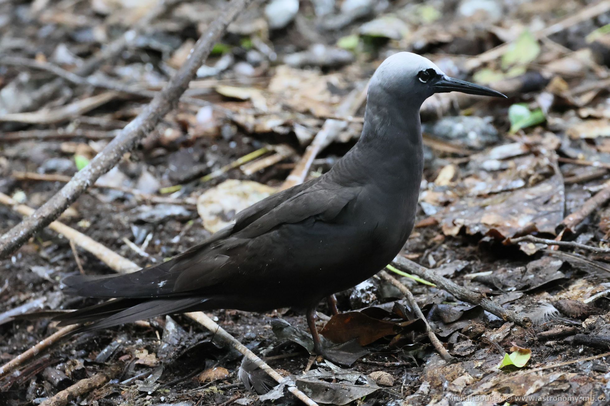 Nody blotemenn (Anous minutus)