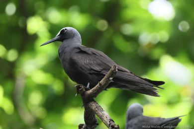 Nody blotemenný (Anous minutus)