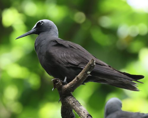 Nody blotemenný (Anous minutus)