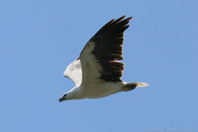 Orel blobichý (Icthyophaga leucogaster)