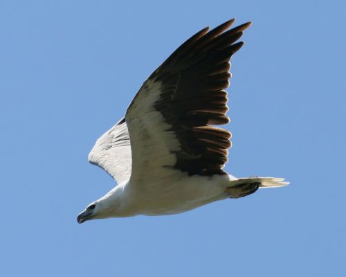 Orel blobichý (Icthyophaga leucogaster)