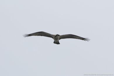 Orlovec australský (Pandion cristatus) Orlovec australský (Pandion cristatus)
