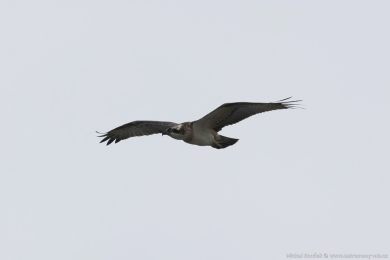 Orlovec australský (Pandion cristatus) Orlovec australský (Pandion cristatus)