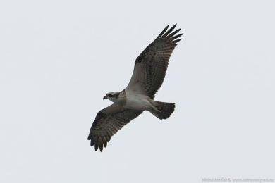 Orlovec australský (Pandion cristatus) Orlovec australský (Pandion cristatus)