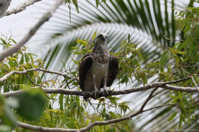 Orlovec australský (Pandion cristatus) Orlovec australský (Pandion cristatus)