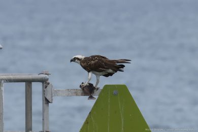 Orlovec australský (Pandion cristatus) Orlovec australský (Pandion cristatus)