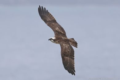 Orlovec australský (Pandion cristatus) Orlovec australský (Pandion cristatus)