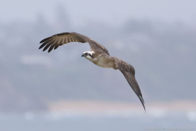 Orlovec australský (Pandion cristatus) Orlovec australský (Pandion cristatus)