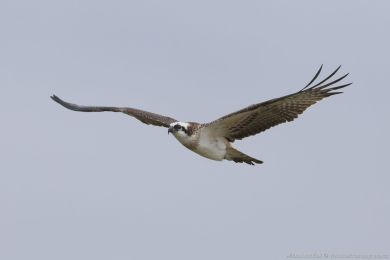 Orlovec australský (Pandion cristatus) Orlovec australský (Pandion cristatus)