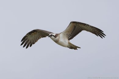 Orlovec australský (Pandion cristatus) Orlovec australský (Pandion cristatus)