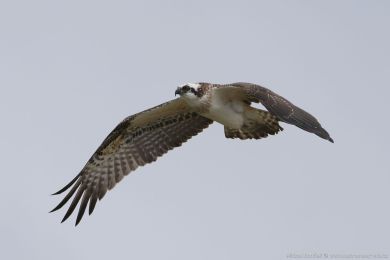 Orlovec australský (Pandion cristatus) Orlovec australský (Pandion cristatus)