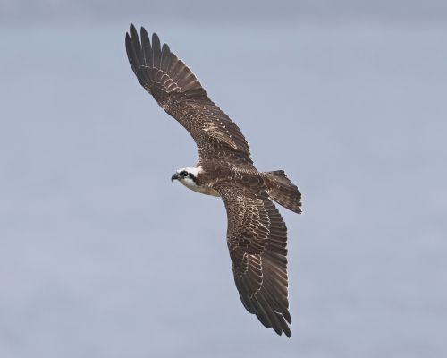 Orlovec australský (Pandion cristatus)