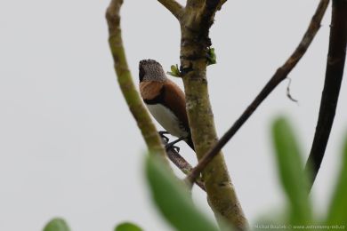 Panenka hndoprsá (Lonchura castaneothorax)