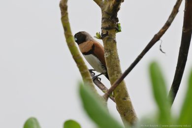 Panenka hndoprsá (Lonchura castaneothorax)