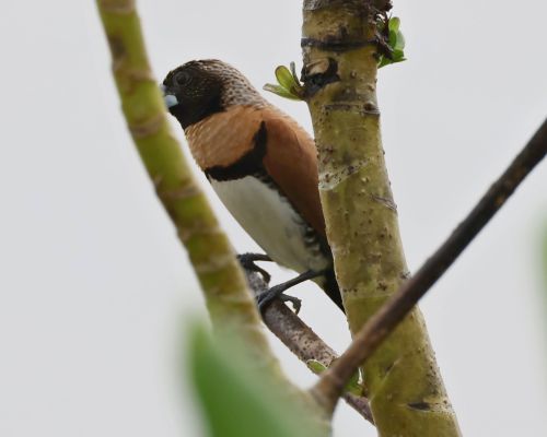 Panenka hndoprsá (Lonchura castaneothorax)