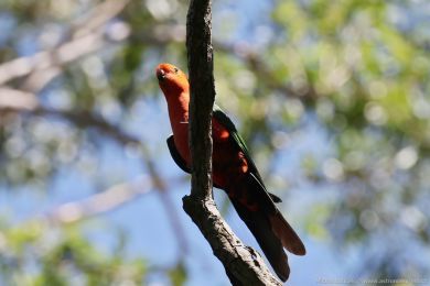 Papoušek královský (Alisterus scapularis)