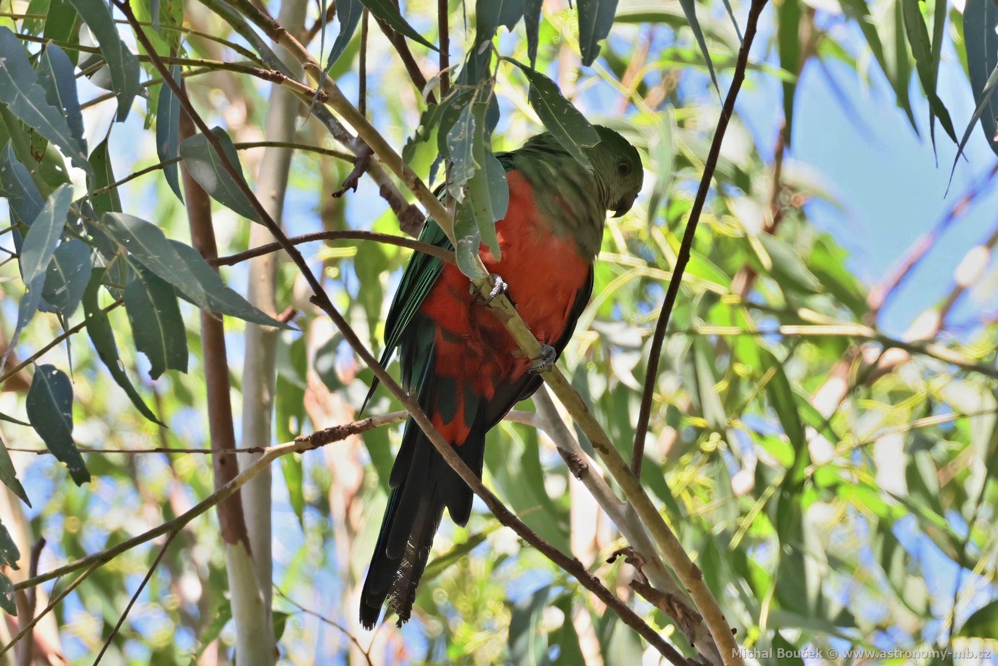 Papoušek královský (Alisterus scapularis)