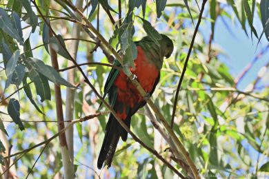Papoušek královský (Alisterus scapularis)