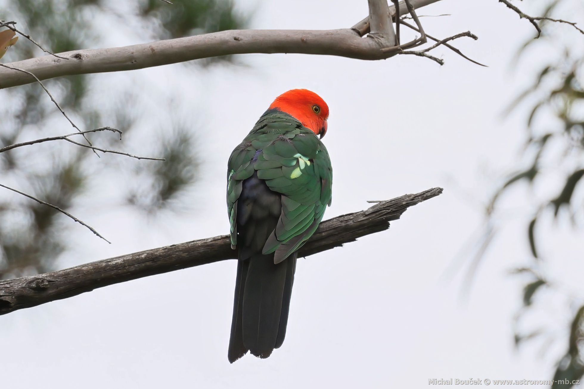 Papoušek královský (Alisterus scapularis)