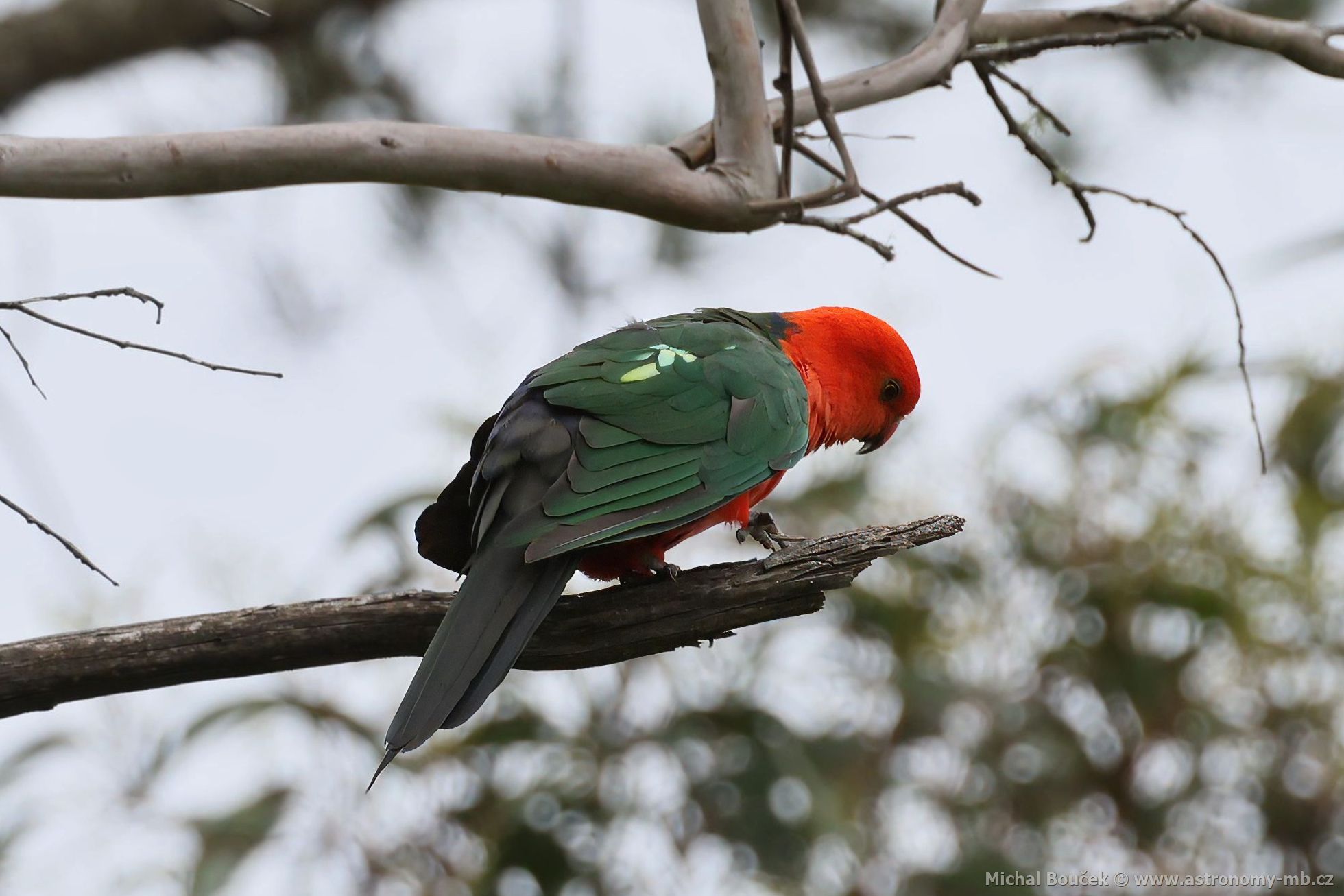 Papoušek královský (Alisterus scapularis)