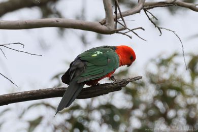 Papoušek královský (Alisterus scapularis)