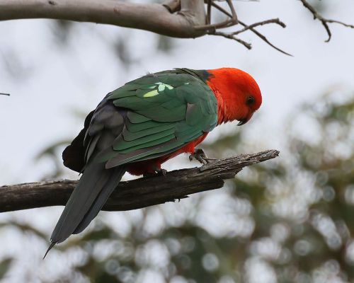 Papoušek královský (Alisterus scapularis)