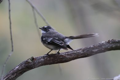 Pávík (Rhipidura albiscapa) Pávík (Rhipidura albiscapa)