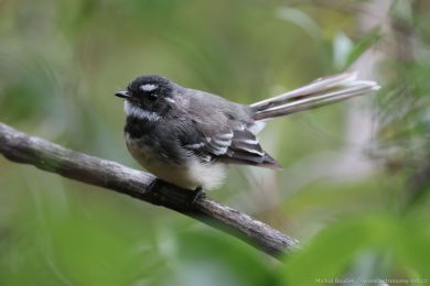 Pávík (Rhipidura albiscapa) Pávík (Rhipidura albiscapa)