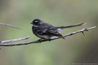 Pávík (Rhipidura albiscapa) Pávík (Rhipidura albiscapa)