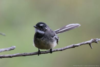 Pávík (Rhipidura albiscapa) Pávík (Rhipidura albiscapa)