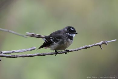 Pávík (Rhipidura albiscapa) Pávík (Rhipidura albiscapa)