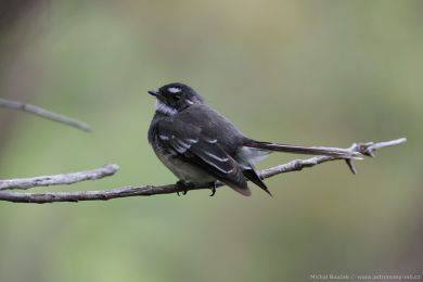 Pávík (Rhipidura albiscapa) Pávík (Rhipidura albiscapa)