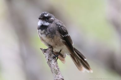 Pávík (Rhipidura albiscapa) Pávík (Rhipidura albiscapa)