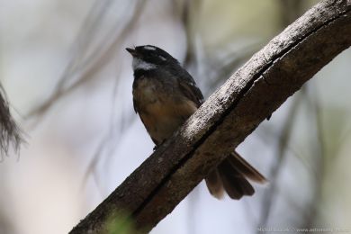 Pávík (Rhipidura albiscapa) Pávík (Rhipidura albiscapa)