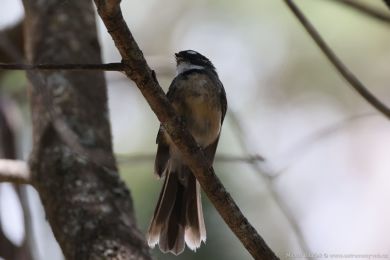 Pávík (Rhipidura albiscapa) Pávík (Rhipidura albiscapa)