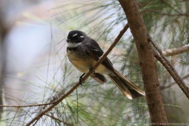 Pávík (Rhipidura albiscapa) Pávík (Rhipidura albiscapa)