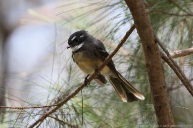 Pávík (Rhipidura albiscapa) Pávík (Rhipidura albiscapa)