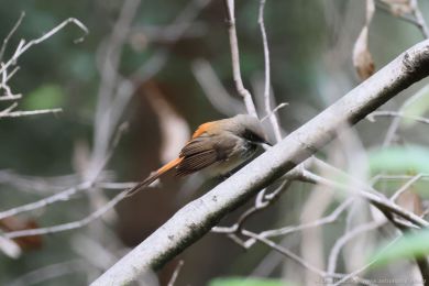 Pávík australasijský (Rhipidura rufifrons)